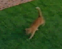 Gatto Furb