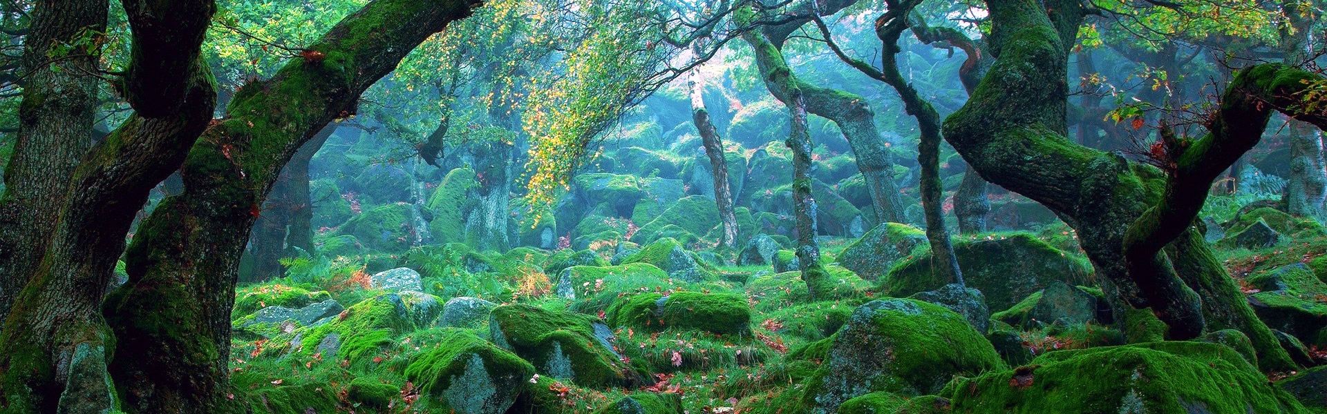 21 marzo 2024 - Giornata internazionale delle Foreste 