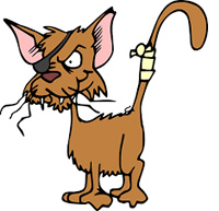 Video WhatsApp Gatti