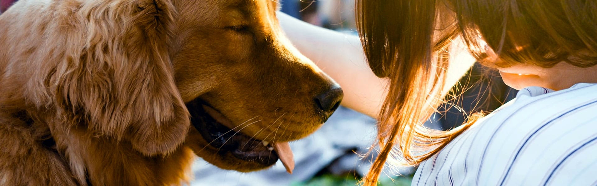 Icone veterinario