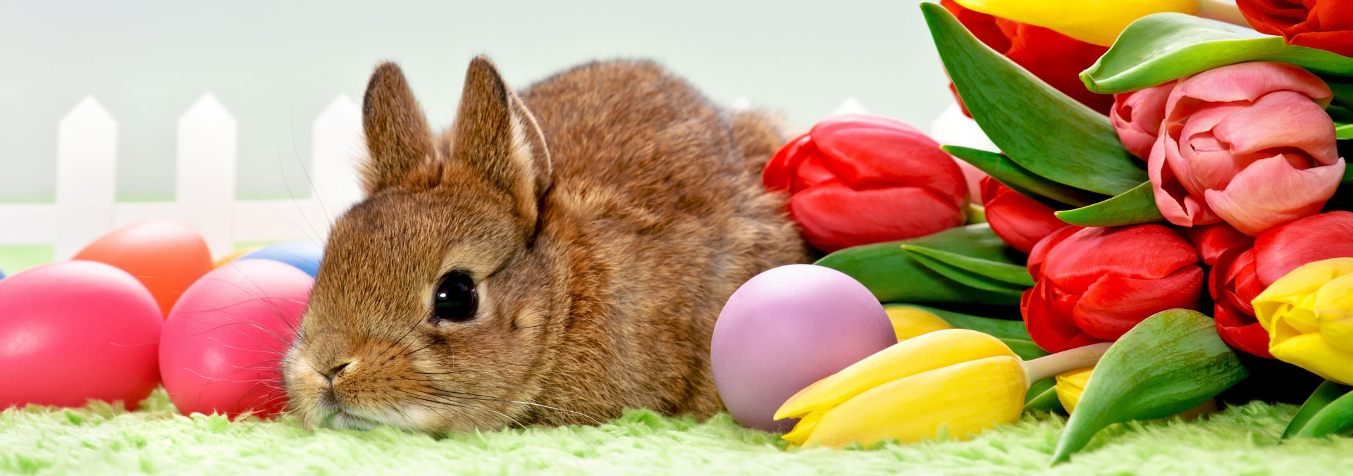 Pasqua Quiz