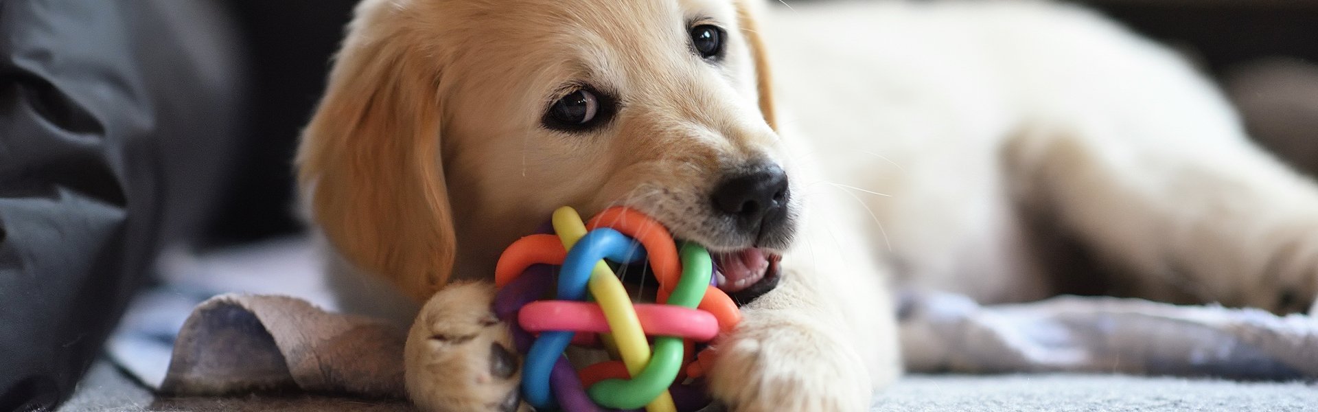 Come creare un concorso fotografico per cuccioli