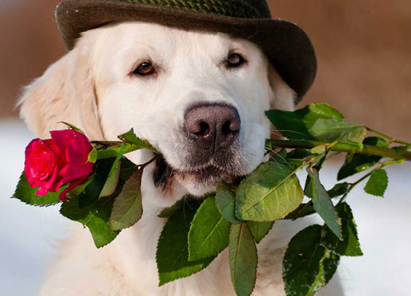 San Valentino per Animali domestici