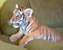 Cucciolo di Tigre