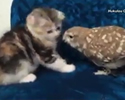 Teneri : Gatto e Gufo