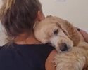 Amore per gli animali