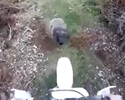 attacco della pecora