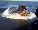 attacco fallito ippopotamo