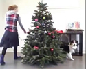 Avete fatto l'albero?