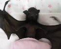 baby pipistrello