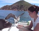 Baby seal