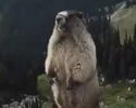 Buon Anno Nuovo 4