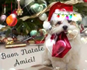 Buon Natale 14