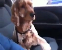 Cane che ti dà la mano