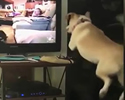 Cane felice di vedere altri cani in tv