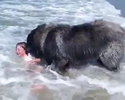 Un cane speciale