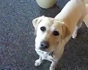 Il cane che porta la birra