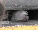 Cani abbandonati in autostrada