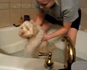 Cani che non vogliono fare il bagno