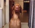 Cani colpevoli