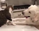Cani e Gatti