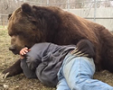 coccole di orso