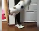 Cosa spaventa i gatti