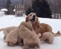 Cuccioli