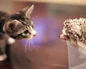 Cuccioli Amici