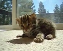 cucciolo di leopardo