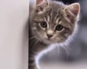 esperimento cuccioli in uffico