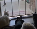 Gatti da paura