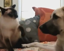 Gatti contro cani Compilation