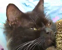 Gatto adotta porcospini