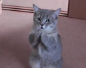 Gatto che supplica per avere il cibo