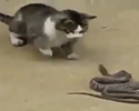 Gatto contro Serpente