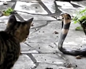 I gatti sono coraggiosi