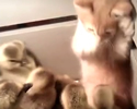 il gatto e gli anatroccoli