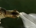 interazione tra animali