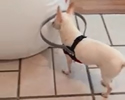 Invenzione per cane cieco