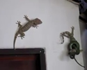 jeki vs serpente