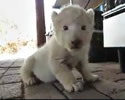Leone e Cani i migliori amici
