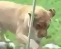 leonessa affamata allo zoo