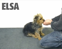 Mago nasconde un biscottino al cane