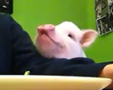 Maialino che adora l' insalata