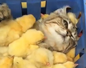 Mamma gatto