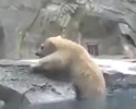 mamma orso