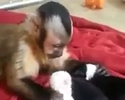 Mamma scimmietta