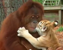 orangotango babysitter