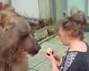 orso coccolone